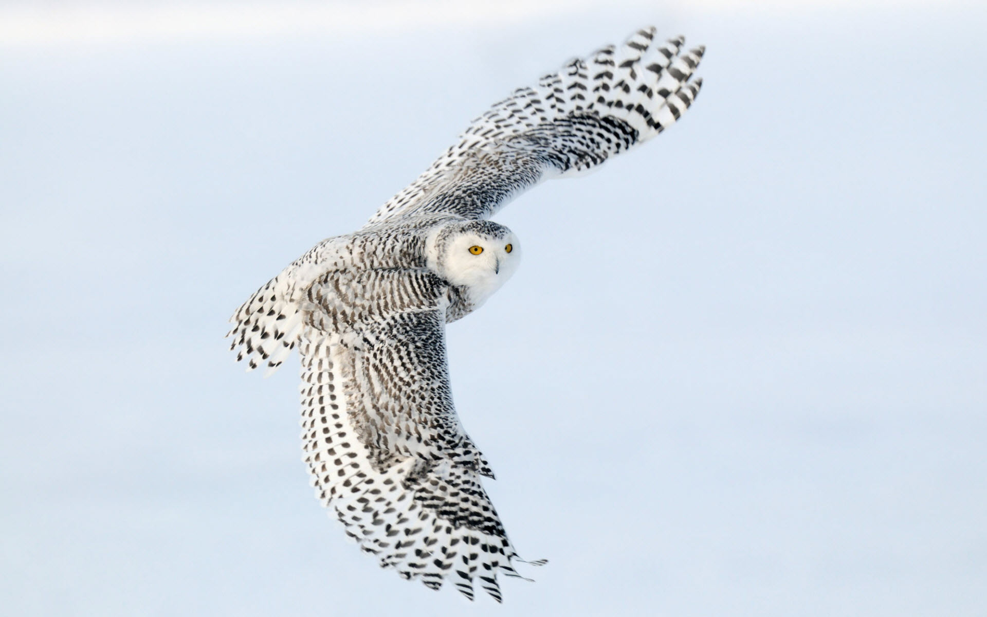 Snowy Owl13361212